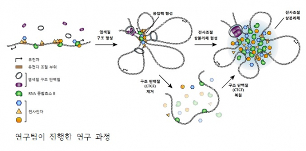 (그림=연세대학교 의과대학)