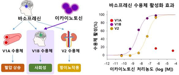 이카이노토신의 바소프레신 V1B 수용체 활성 촉진 효과. (사진=국립해양생물자원관 제공)