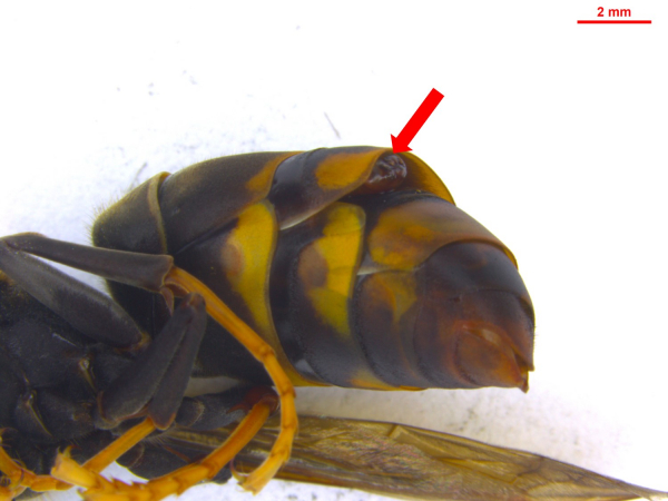등검은말벌 복부에 기생하는 부채벌레 모습 (사진=산림청 제공)