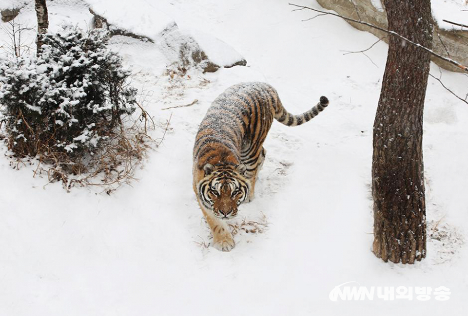 2021년 신축년(辛丑年)이 저물고 '검은 호랑이'라는 뜻의 2022년 임인년(壬寅年)이 하루 앞으로 다가왔다. 사진은 서울대공원 호랑이. (사진=서울대공원)