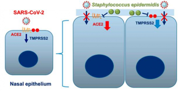 [모식도] 코 공생미생물 표피포도상구균(Staphylococcus epidermidis)의 SARS-CoV-2 진입 인자 억제 과정(사진=서울대병원)