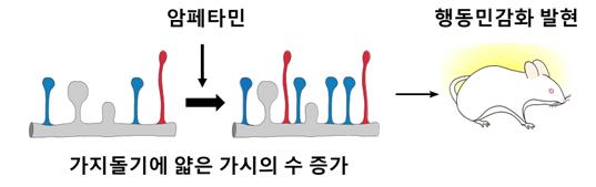 중독성 약물인 암페타민을 반복적으로 주면 중독의 특징 중 하나인 행동민감화 반응이 유도된다. 이때 중격측좌핵 내 가지돌기 가시 중 얇은 가시의 수가 증가한다.(사진=연세대학교 의과대학)