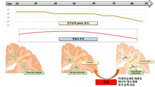 백질 노화에 대한 가설...노화된 뇌에서 신경 보호와 신경 생성 잠재력을 가지고 있는 백질 연관 미세아교세포를 재생시킨다면 뇌 노화를 역전 시킬 수 있다.(사진=서울대 의과대학)