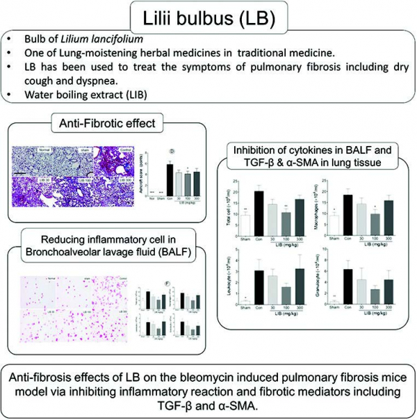 백합의 폐섬유화 억제와 염증 감소 효과 연구 논문.(제공=경의대한방병원)
