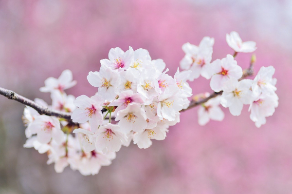 벚꽃(사진=pixabay)