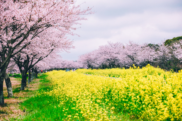 제주의 봄 명소로 꼽히는 녹산로(사진=VISIT JEJU)