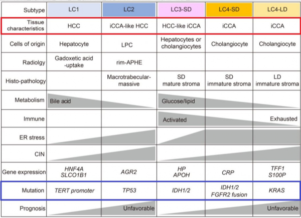 간세포암과 간내 담도암은 두 암 간 유사성(빨간 박스)과 발생 원인인 유전자 변이(파란 박스)로 아형 구분이 가능하다.(사진=연세대 의과대학)