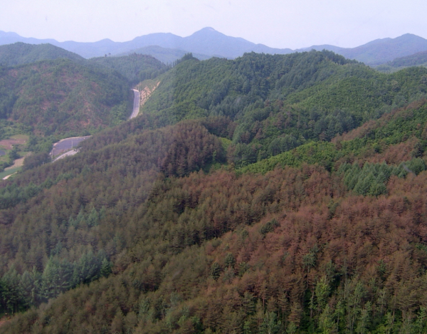 '솔잎혹파리' 피해 임지 사진(사진=산림청)