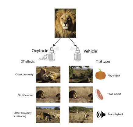 사자에게 '옥시토신'을 뿌린 뒤 다양한 실험을 했다.(사진=iScience)