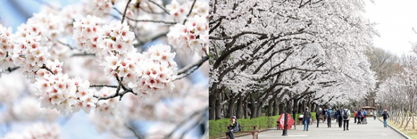 서울대공원이 3일 '꽃의 숲 산책' 코스를 시민들에게 공개했다.(사진=서울대공원)