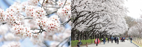 서울대공원이 3일 '꽃의 숲 산책' 코스를 시민들에게 공개했다.(사진=서울대공원)