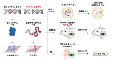 정상 유전자의 단백질과는 달리 OSBPL2 유전자의 돌연변이 단백질은 세포 내 자가포식체에 축적돼 난청을 유발했고, 라파마이신 주입으로 난청 질환이 개선되는 효과를 확인했다.(그림=세브란스병원)