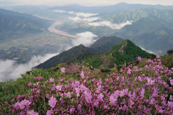 5경 형제봉 철쭉