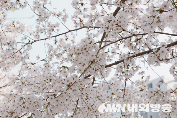 팝콘 같은 벚꽃 잎이 옹기종이 모여있다.2022.04.11.(사진=허준호 독자 제공)