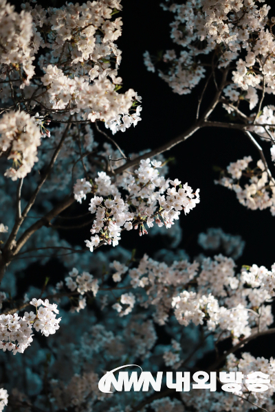 화사한 매력의 벚꽃은 달밤에도 존재감을 드러낸다.2022.04.10.(사진=허준호 독자 제공)