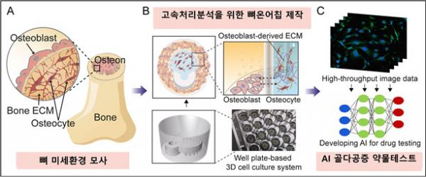 '뼈 모사칩' 원리.(사진=한국기초과학지원연구원)