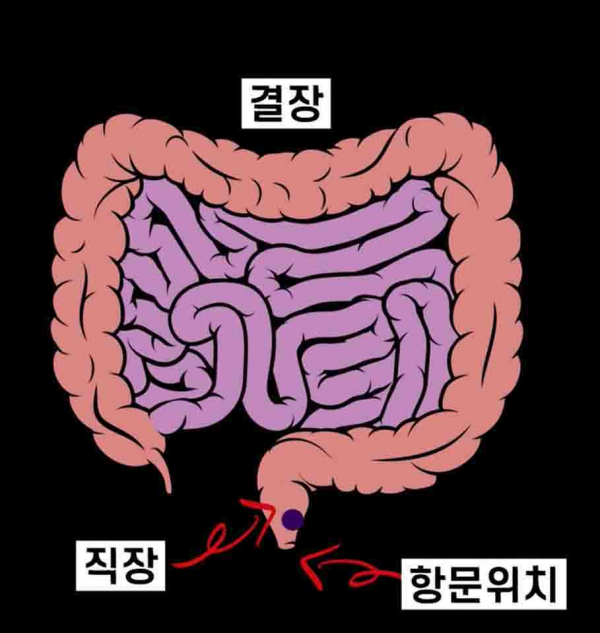 대장 구조.(사진=서울대병원)