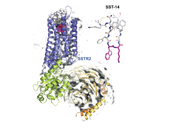 성장호르몬 억제 호르몬인 소마토스타틴(SST-14)과 그 수용체 (SSTR2) 복합체의 초저온 전자현미경 구조. 소마토스타틴의 수용체가 소마토스타틴(SST-14)의 트립토판-라이신(붉은색)을 인식.(사진=카이스트)