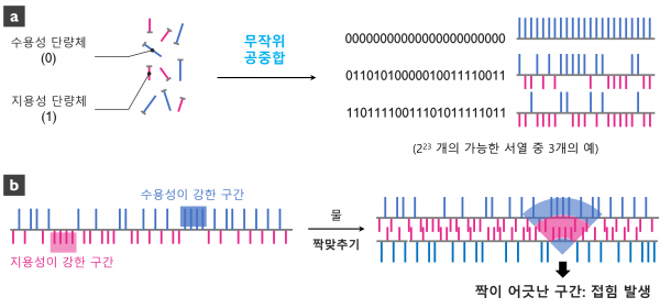 수용성 부분과 지용성 부분이 무작위로 배열된 고분자의 형성 과정과 가능한 서열의 예시.(사진=KAIST)