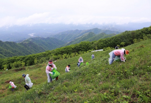 14일 경북 영양군가 "산나물 축제와 함께 다양한 프로그램을 제공한다"고 밝혔다.(사진=경북도)