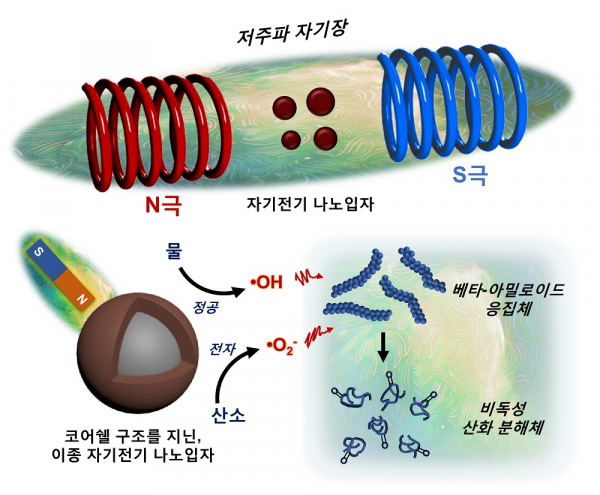 KAIST가 알츠하이머질환을 유발하는 응집체를 자기장으로 분해할 수 있는 기술을 개발했다.(사진=KAIST)