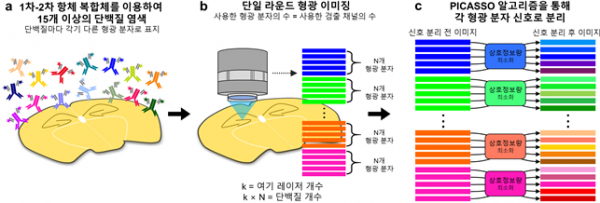 KAIST에서 기존 대비 5배 이상 더 많은 수의 단백질 생체표지자를 동시에 관찰할 수 있는 기술이 개발됐다.(사진=KAIST)