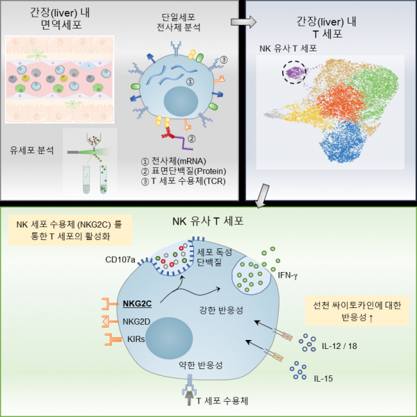 KAIST-연세대 공동 연구팀이 선천면역과 적응면역의 특성을 모두 지니는 'NK 유사 T세포'를 간에서 발견하고, 특성을 규명했다.(사진=KAIST)