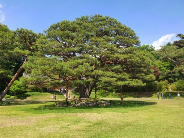 녹지원 반송.(사진=문화재청)