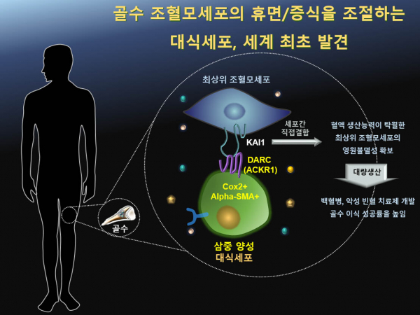 3중 단백질 마커 발현 대식세포를 단일세포 수준에서 확인.(사진=서울대병원)