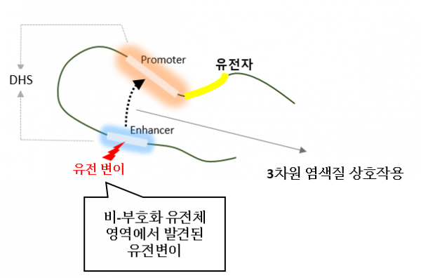 3차원 염색질 상호작용 모식도.(사진=KAIST)