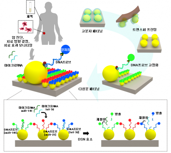 마이크로RNA 다중 검출을 위한 다색 양자점 어레이 모식도.(사진=KAIST)