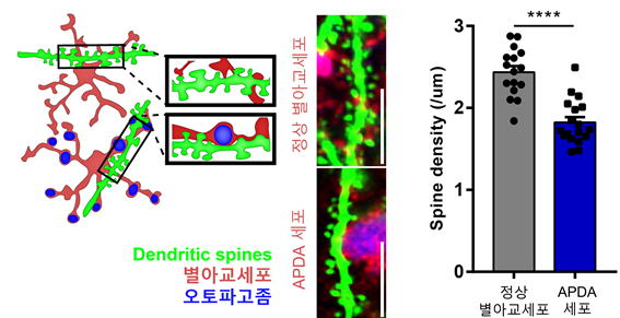 APDA 세포와 근접하게 위치하고 있는 나뭇가지 형태 가시들을 관찰한 결과.(사진=KAIST)