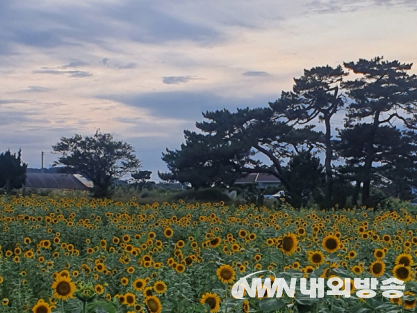 포항 호미꽃경관농업단...물결 해바라기 활짝 눈길(사진=포항시청)