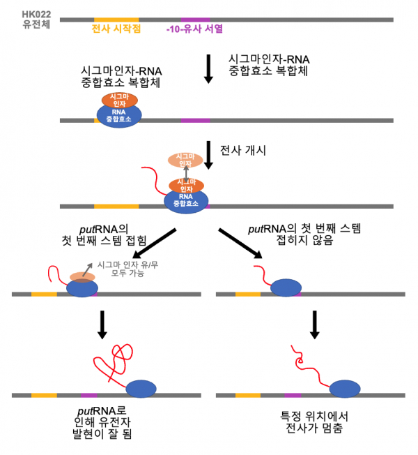 'HK022 putRNA'의 작동 원리.(사진=KAIST)