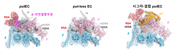 바이러스 유래 RNA와 대장균 RNA 중합효소가 결합한 복합체의 초저온 전자현미경 구조.(사진=KAIST)