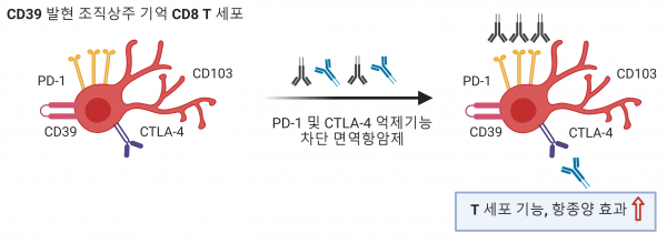 연구 모식도.(사진=KAIST)