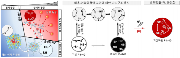 '나노젤 광감각제 시스템'의 모식도.(사진=UNIST)