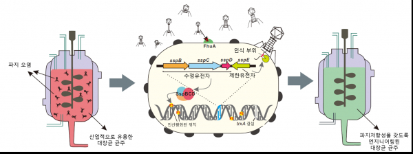 산업적으로 유용한 '파지 저항성 대장균' 개발 과정.(사진=KAIST)