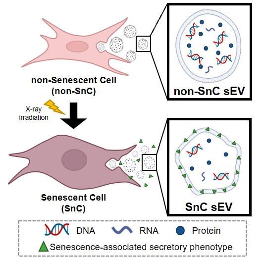 AFM-Raman 종합적 분석을 통해 밝혀진 정상(non-SnC)과 노화 세포(SnC) 유래 엑소좀(sEV)의 생물리적 특성 모식도.(그림=고려대 의대)