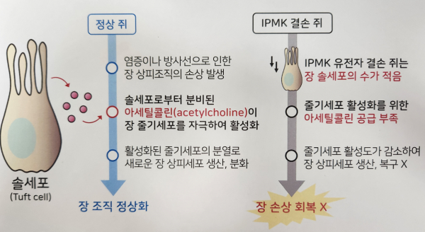 IPMK 효소에 기반한 장내 솔세포 발생 및 장염 회복 조절 과정.(사진=KAIST)