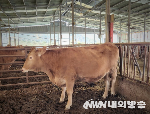 전국한우경진대회 최우수상 출품우(사진=포항시청)