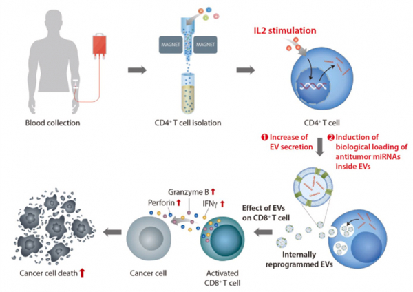 헬퍼 T세포 유래 세포외소포체 생산 모식도.(사진=DGIST)