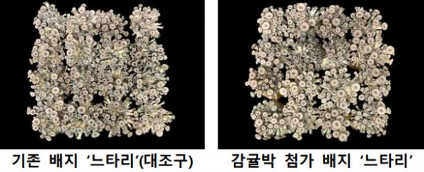 기존 배지 느타리와 감귤박 첨가 배지 느타리의 모습. (사진=농촌진흥청)