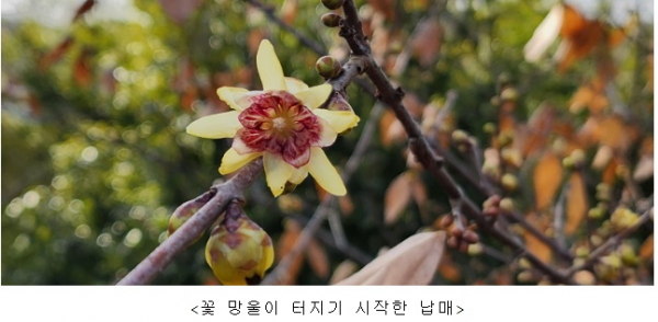 (사진=산림청)