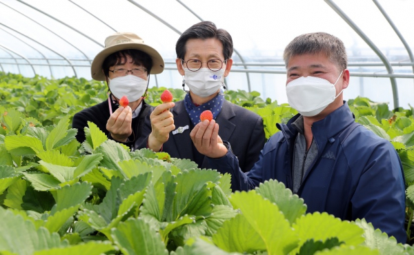 고창군 딸기 재배 하우스.(사진=고창군)