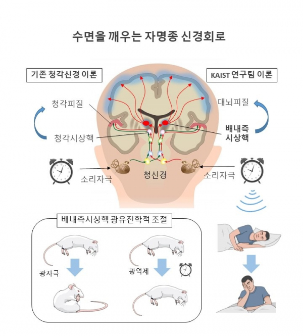 KAIST, KIST 공동 연구팀이 동물이 잠을 자는 동안에도 소리에 반응해 각성하는 원리를 규명했다.(사진=KAIST)