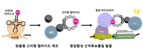 '맞춤형 고리형 펩타이드 탐색 플랫폼'.(사진=KAIST)