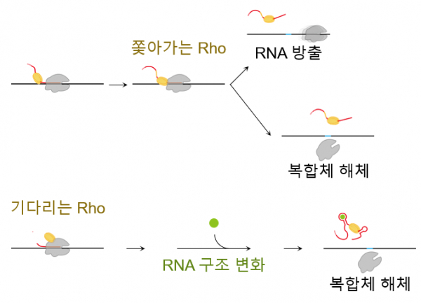 종결인자 Rho에 의한 끝내기 세 갈래의 진행 속도와 조절 양상의 차이.(사진=KAIST)