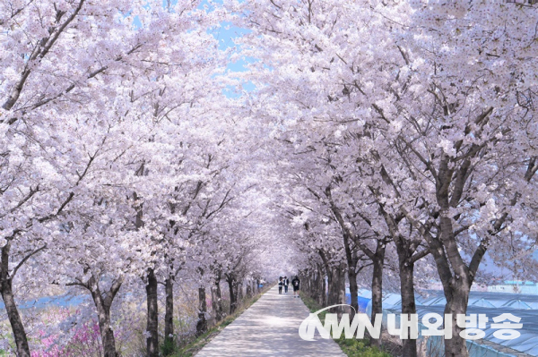 영천시 임고면 벚꽃 (사진=영천시)