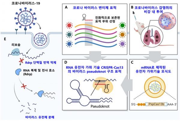 RNA 유전자 가위 기술의 코로나19 바이러스 유전체 표적 전략.(사진=KAIST)